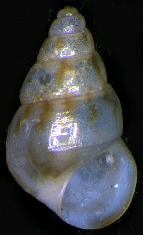 Crisilla beniamina o semistriata?